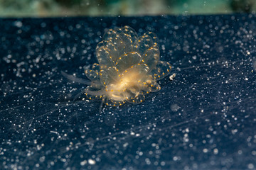 Sapsucking Slug, Cyerce is a genus of sacoglossan sea slugs, a shell-less marine opisthobranch gastropod mollusks in the family Caliphyllidae