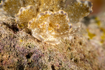 Sapsucking Slug, Cyerce is a genus of sacoglossan sea slugs, a shell-less marine opisthobranch gastropod mollusks in the family Caliphyllidae