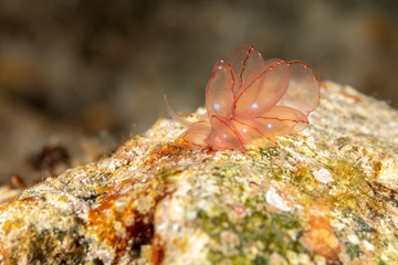 Butterfly cyerce nudibranch, Elegant Sapsucking Slug, Cyerce elegans is a species of sacoglossan sea slug, a shell-less marine opisthobranch gastropod mollusk in the family Caliphyllidae