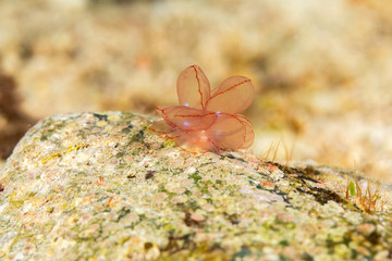Butterfly cyerce nudibranch, Elegant Sapsucking Slug, Cyerce elegans is a species of sacoglossan sea slug, a shell-less marine opisthobranch gastropod mollusk in the family Caliphyllidae