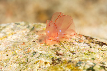 Butterfly cyerce nudibranch, Elegant Sapsucking Slug, Cyerce elegans is a species of sacoglossan sea slug, a shell-less marine opisthobranch gastropod mollusk in the family Caliphyllidae