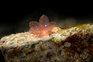 Fototapeta premium Butterfly cyerce nudibranch, Elegant Sapsucking Slug, Cyerce elegans is a species of sacoglossan sea slug, a shell-less marine opisthobranch gastropod mollusk in the family Caliphyllidae