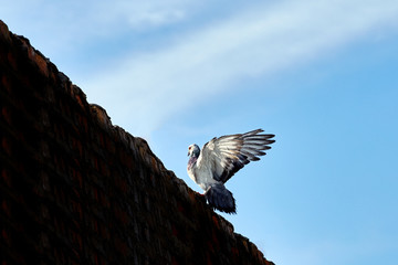 Dove and white clouds against the blue sky