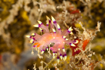 Desirable Flabellina