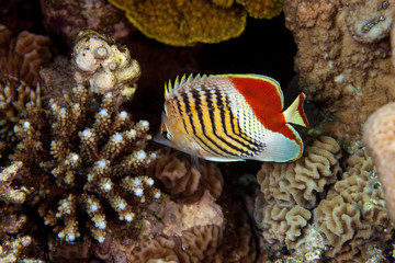 Chaetodon paucifasciatus, Ahl 1923, Eritrean butterflyfish
