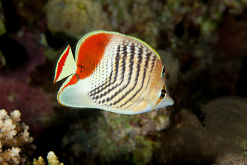 Chaetodon paucifasciatus, Ahl 1923, Eritrean butterflyfish