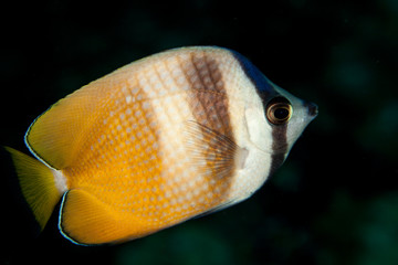 Naklejka premium Chaetodon kleinii, Bloch 1790, Sunburst butterflyfish