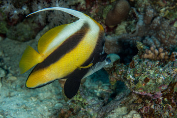 Fototapeta na wymiar Red Sea bannerfish, Heniochus intermedius