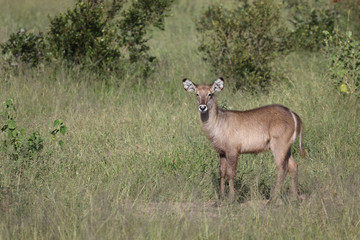 Wasserbock / Waterbuck / Kobus ellipsiprymnus