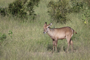 Obraz premium Wasserbock / Waterbuck / Kobus ellipsiprymnus