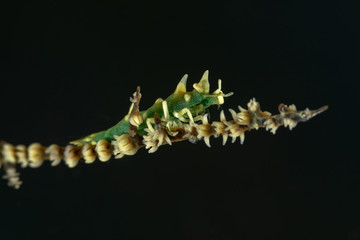 Dragon shrimp, Gorgonian Horned Shrimp, miropandalus hardingi