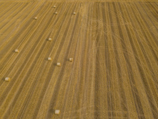 Aerial view of round straw bales of wheat lying on harvested field.