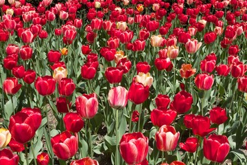 field of red tulips