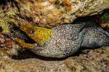 Moray eel Mooray lycodontis undulatus in the Red Sea, eilat israel