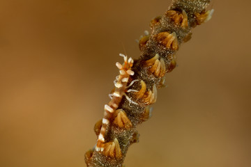 Dragon shrimp, Gorgonian Horned Shrimp, miropandalus hardingi
