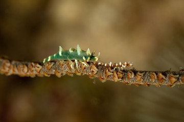 Dragon shrimp, Gorgonian Horned Shrimp, miropandalus hardingi