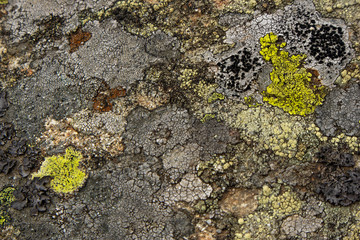 Old stone with moss texture background. Natural abstract.