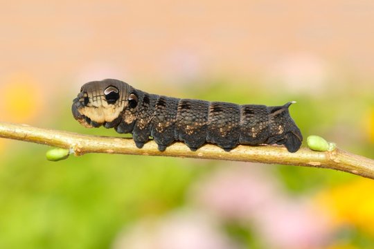 Elephant Hawk-moth (Deilephila elpenor), caterpillar sitting on a branch, North Rhine-Westphalia, Germany, Europe