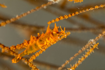 Dragon shrimp, Gorgonian Horned Shrimp, miropandalus hardingi
