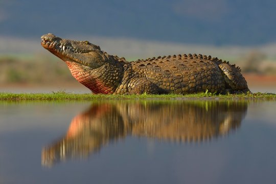 Nile crocodile (Crocodylus niloticus) resting, reflection in water, Zimanga Game Reserve, KwaZulu-Natal, South Africa, Africa