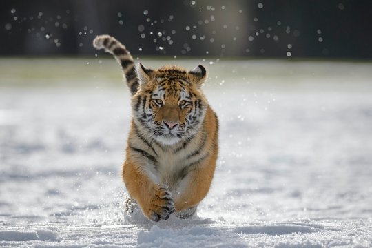 Siberian tiger (Panthera tigris altaica) juvenile running in snow, captive, Moravia, Czech Republic, Europe