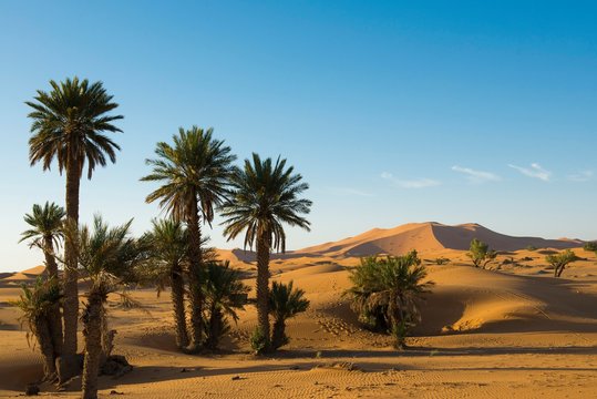 Dunes and palm trees in morning light, Merzouga, MeknËs-Tafilalet Region, Morocco, Africa