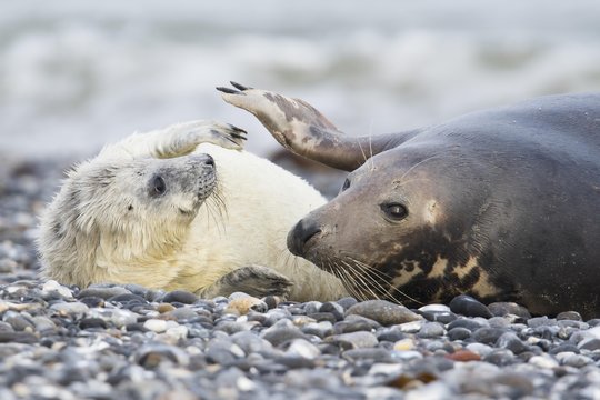 Grey seal, also Atlantic or horsehead seal (Halichoerus grypus) with pup, Heligoland, Schleswig-Holstein, Germany, Europe