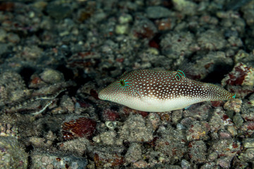 Fototapeta na wymiar Canthigaster is a genus in the pufferfish family (Tetraodontidae)