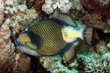 Fototapeta na wymiar Titan triggerfish, Balistoides viridescens