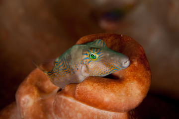 Canthigaster is a genus in the pufferfish family (Tetraodontidae)