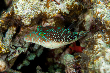 Canthigaster is a genus in the pufferfish family (Tetraodontidae)