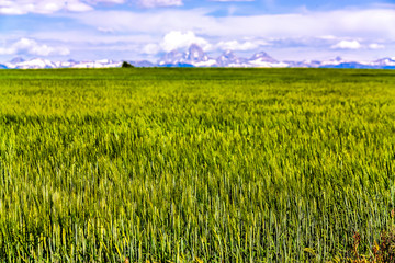 Green field with background of Mountains