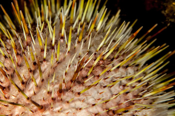 Naklejka na ściany i meble Sea urchin, Echinus acutus, Gracilechinus acutus