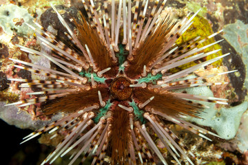 Banded sea urchin or double spined urchin, Echinothrix calamaris