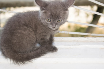 The kitten on the window is dark-gray gray color fluffy for the design background