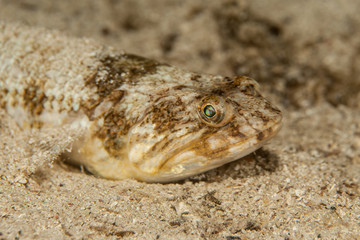 Atlantic lizardfish, Synodus saurus