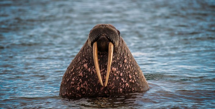 Walrus (Odobenus rosmarus) in water, portrait, Spitsbergen, Arctic, Norway, Europe