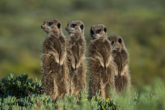 Four Meerkats (Suricata suricatta), Oudtshoorn, Little Karoo, Western Cape, South Africa, Africa