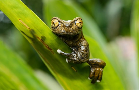 Endemic neotropical frog Tapichalaca Torrenteer (Hyloscirtus Tapichalaca), Tree Frog Family (Hylidae), Tapichalaca nature reserve, Andean cloud forest, Ecuador, South America