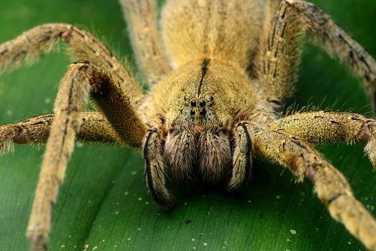 Wandering spider (Ctenidae), with type-specific eyes, Choc&Ucirc; rainforest, Ecuador, South America