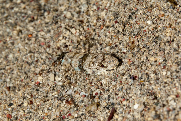 Atlantic lizardfish, Synodus saurus