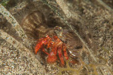 Dardanus calidus is a species of hermit crab from the East Atlantic (Portugal to Senegal) and Mediterranean Sea