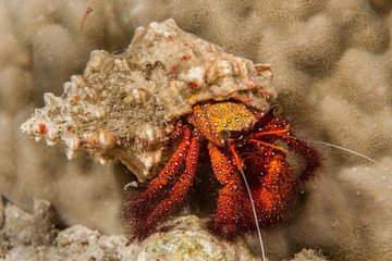 Dardanus calidus is a species of hermit crab from the East Atlantic (Portugal to Senegal) and Mediterranean Sea
