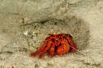 Dardanus calidus is a species of hermit crab from the East Atlantic (Portugal to Senegal) and Mediterranean Sea