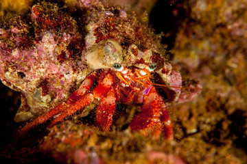 Dardanus calidus is a species of hermit crab from the East Atlantic (Portugal to Senegal) and Mediterranean Sea
