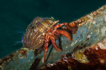 Dardanus calidus is a species of hermit crab from the East Atlantic (Portugal to Senegal) and...