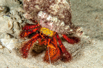 Dardanus calidus is a species of hermit crab from the East Atlantic (Portugal to Senegal) and Mediterranean Sea