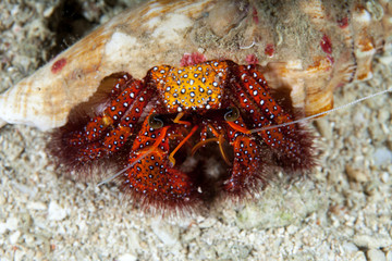 Dardanus calidus is a species of hermit crab from the East Atlantic (Portugal to Senegal) and Mediterranean Sea