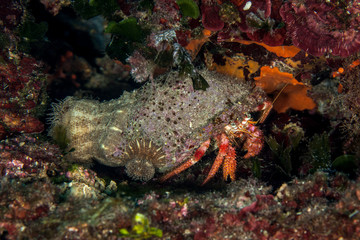 Fototapeta na wymiar Dardanus calidus is a species of hermit crab from the East Atlantic (Portugal to Senegal) and Mediterranean Sea
