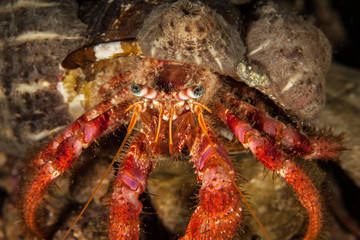 Dardanus calidus is a species of hermit crab from the East Atlantic (Portugal to Senegal) and Mediterranean Sea